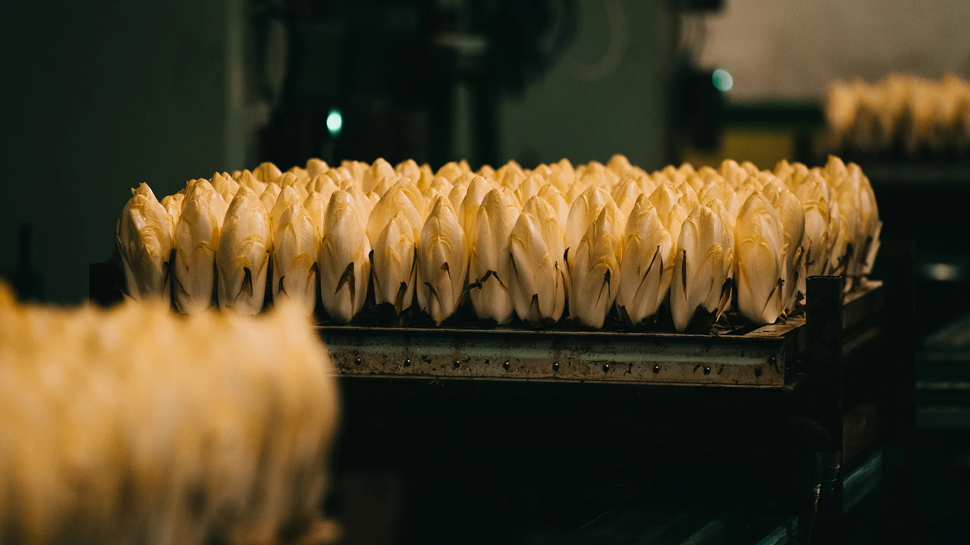 Fresh endive 365